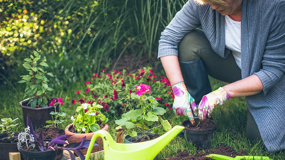 A woman wearing gardening gloves plants flowers.